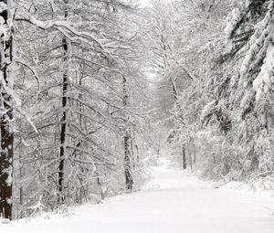 Preview wallpaper wood, winter, snow, trees, panorama, whiteness