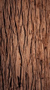 Preview wallpaper wood, wooden, bark, texture