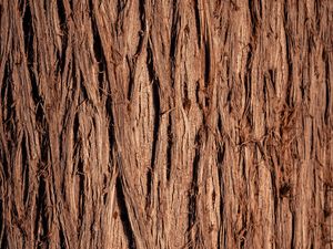 Preview wallpaper wood, wooden, bark, texture