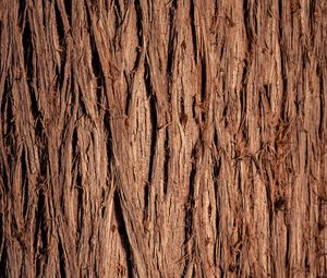 Preview wallpaper wood, wooden, bark, texture