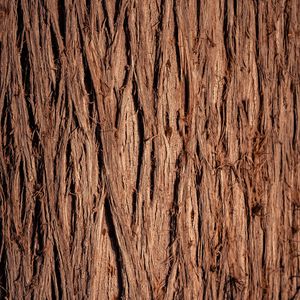 Preview wallpaper wood, wooden, bark, texture