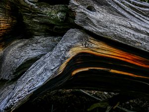 Preview wallpaper wood, wooden, texture, bark