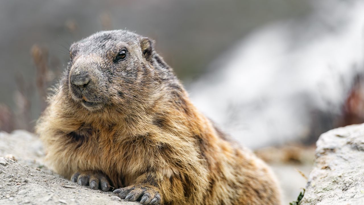 Wallpaper woodchuck, rodent, wildlife, stone, animal