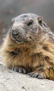 Preview wallpaper woodchuck, rodent, wildlife, stone, animal