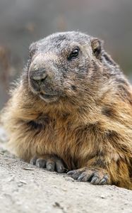 Preview wallpaper woodchuck, rodent, wildlife, stone, animal