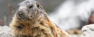 Preview wallpaper woodchuck, rodent, wildlife, stone, animal