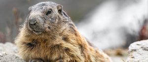 Preview wallpaper woodchuck, rodent, wildlife, stone, animal