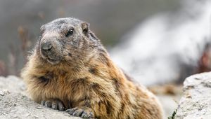 Preview wallpaper woodchuck, rodent, wildlife, stone, animal