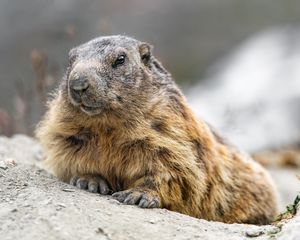 Preview wallpaper woodchuck, rodent, wildlife, stone, animal