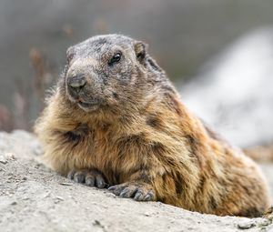 Preview wallpaper woodchuck, rodent, wildlife, stone, animal