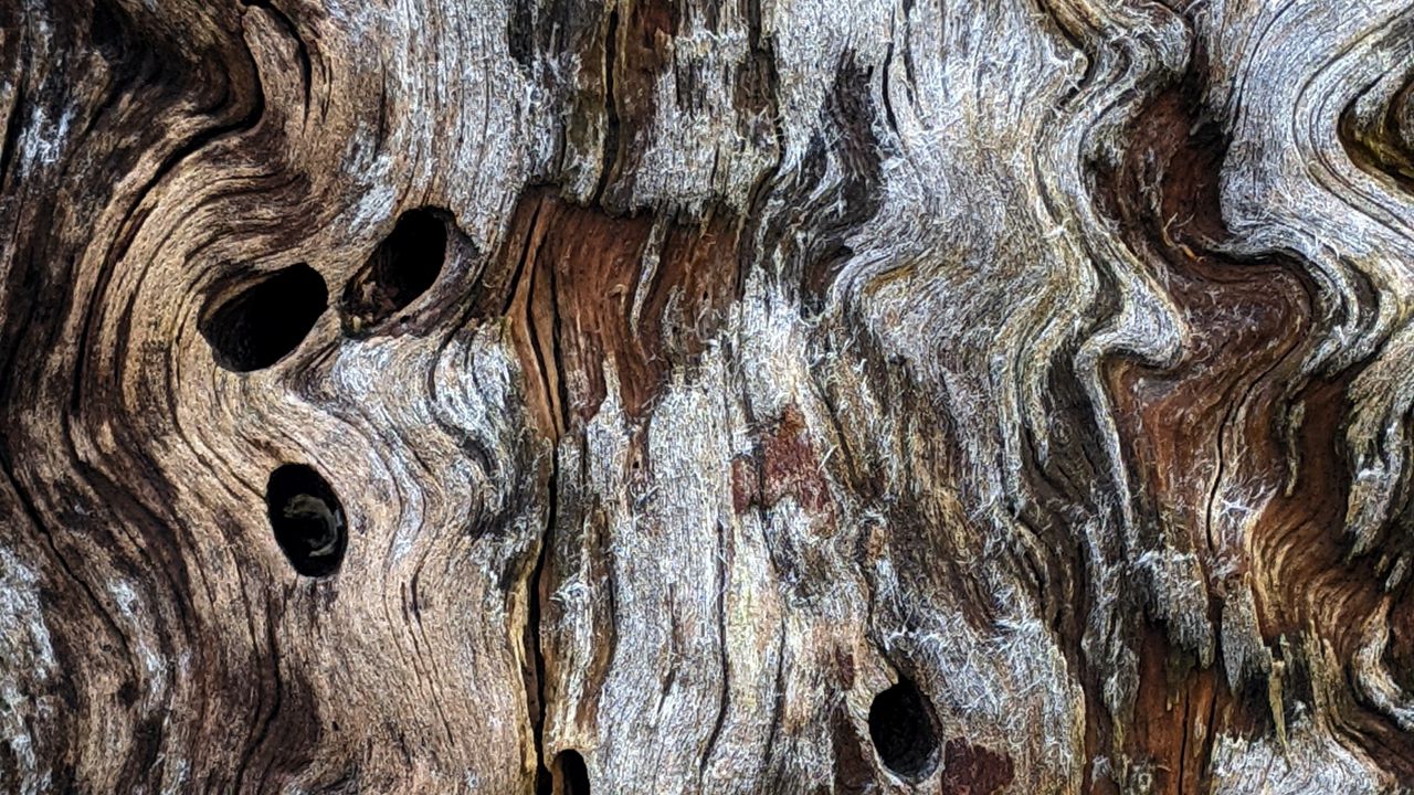 Wallpaper wooden, texture, bark, ribbed