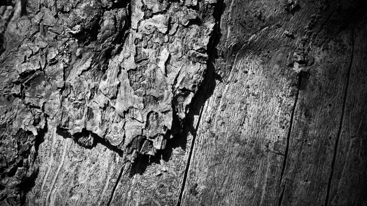 Wallpaper wooden, tree, trunk, surface, black white