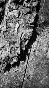 Preview wallpaper wooden, tree, trunk, surface, black white