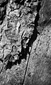 Preview wallpaper wooden, tree, trunk, surface, black white