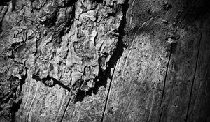 Preview wallpaper wooden, tree, trunk, surface, black white