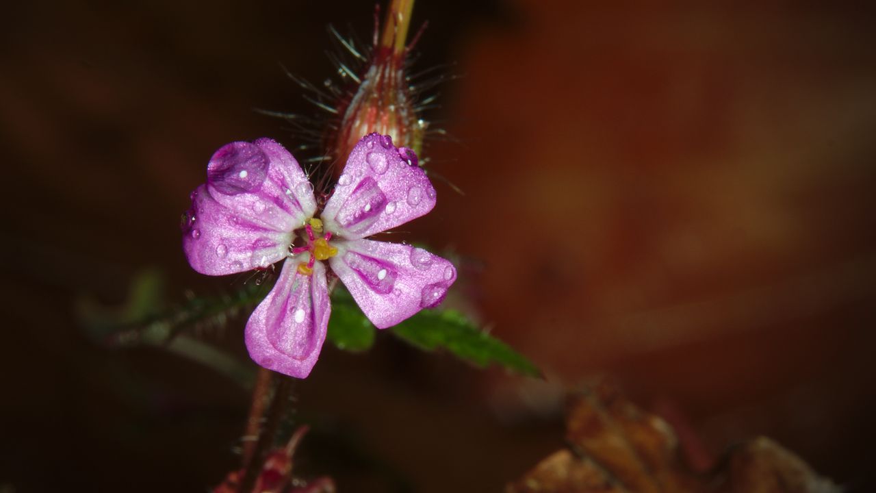 Wallpaper woodland geranium, flower, petals, drops, macro