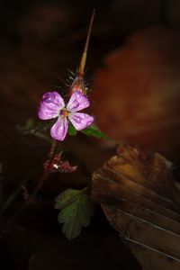 Preview wallpaper woodland geranium, flower, petals, drops, macro