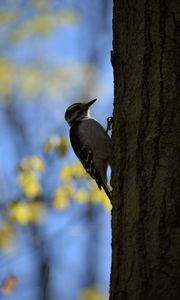 Preview wallpaper woodpecker, bird, bark, tree, blur