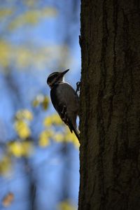 Preview wallpaper woodpecker, bird, bark, tree, blur