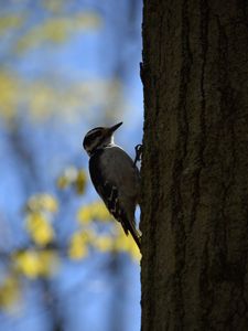 Preview wallpaper woodpecker, bird, bark, tree, blur