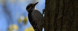 Preview wallpaper woodpecker, bird, bark, tree, blur