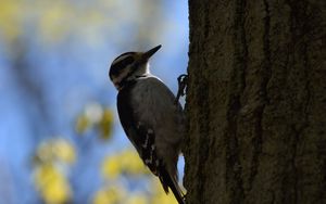 Preview wallpaper woodpecker, bird, bark, tree, blur