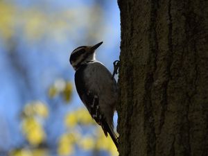 Preview wallpaper woodpecker, bird, bark, tree, blur