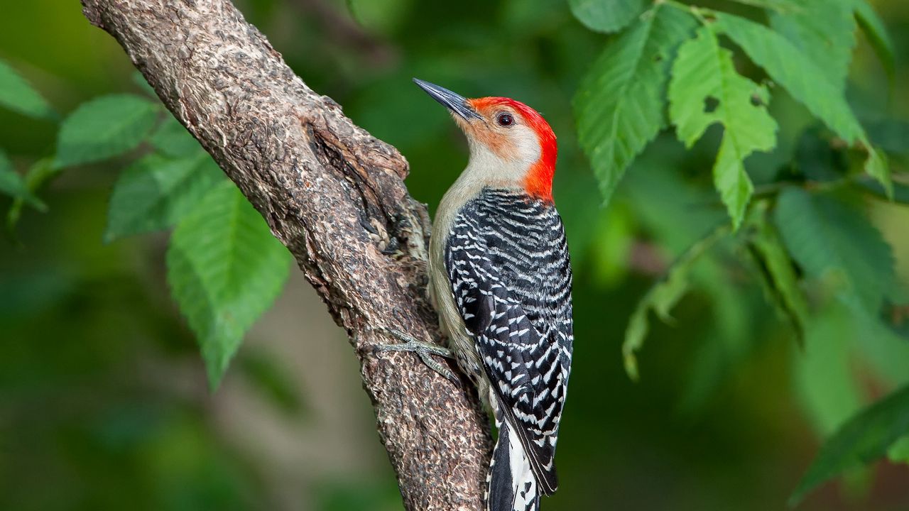 Wallpaper woodpecker, bird, branch, leaves