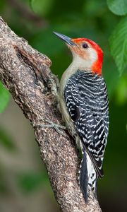 Preview wallpaper woodpecker, bird, branch, leaves