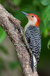 Preview wallpaper woodpecker, bird, branch, leaves