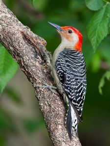 Preview wallpaper woodpecker, bird, branch, leaves