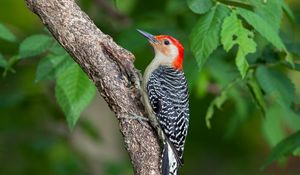 Preview wallpaper woodpecker, bird, branch, leaves