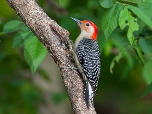 Preview wallpaper woodpecker, bird, branch, leaves