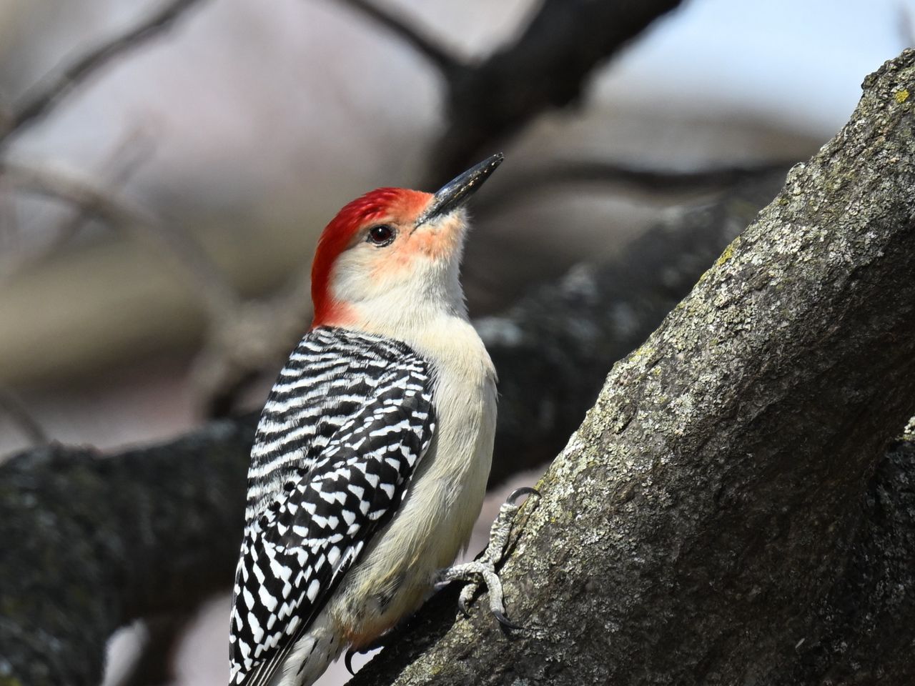 1280x960 Wallpaper woodpecker, bird, branch, tree, blur