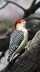 Preview wallpaper woodpecker, bird, branch, tree, blur