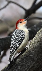 Preview wallpaper woodpecker, bird, branch, tree, blur