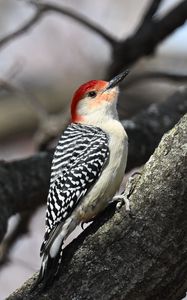 Preview wallpaper woodpecker, bird, branch, tree, blur