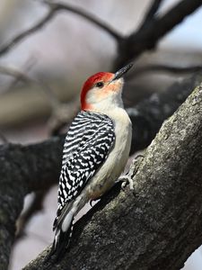 Preview wallpaper woodpecker, bird, branch, tree, blur