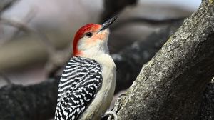 Preview wallpaper woodpecker, bird, branch, tree, blur