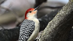 Preview wallpaper woodpecker, bird, branch, tree, blur