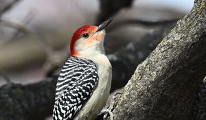 Preview wallpaper woodpecker, bird, branch, tree, blur