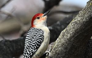 Preview wallpaper woodpecker, bird, branch, tree, blur