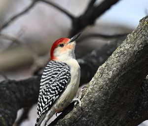 Preview wallpaper woodpecker, bird, branch, tree, blur