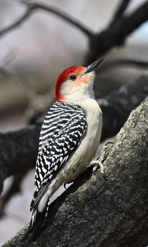 480x800 Wallpaper woodpecker, bird, branch, tree, blur
