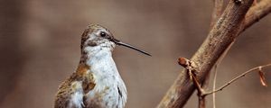 Preview wallpaper woodpecker, bird, branch, sit