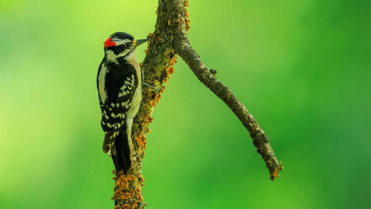 Wallpaper woodpecker, bird, branches, animal