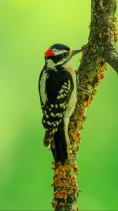 Preview wallpaper woodpecker, bird, branches, animal