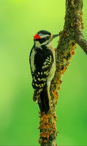 Preview wallpaper woodpecker, bird, branches, animal