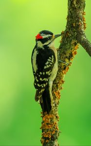 Preview wallpaper woodpecker, bird, branches, animal