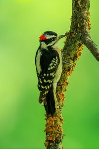 Preview wallpaper woodpecker, bird, branches, animal